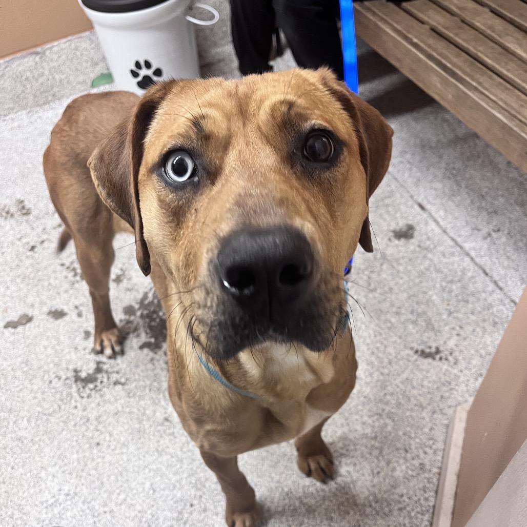 Enlarge Fortune, a Adoptable Mixed Breed in Mentor, OH image 2/2