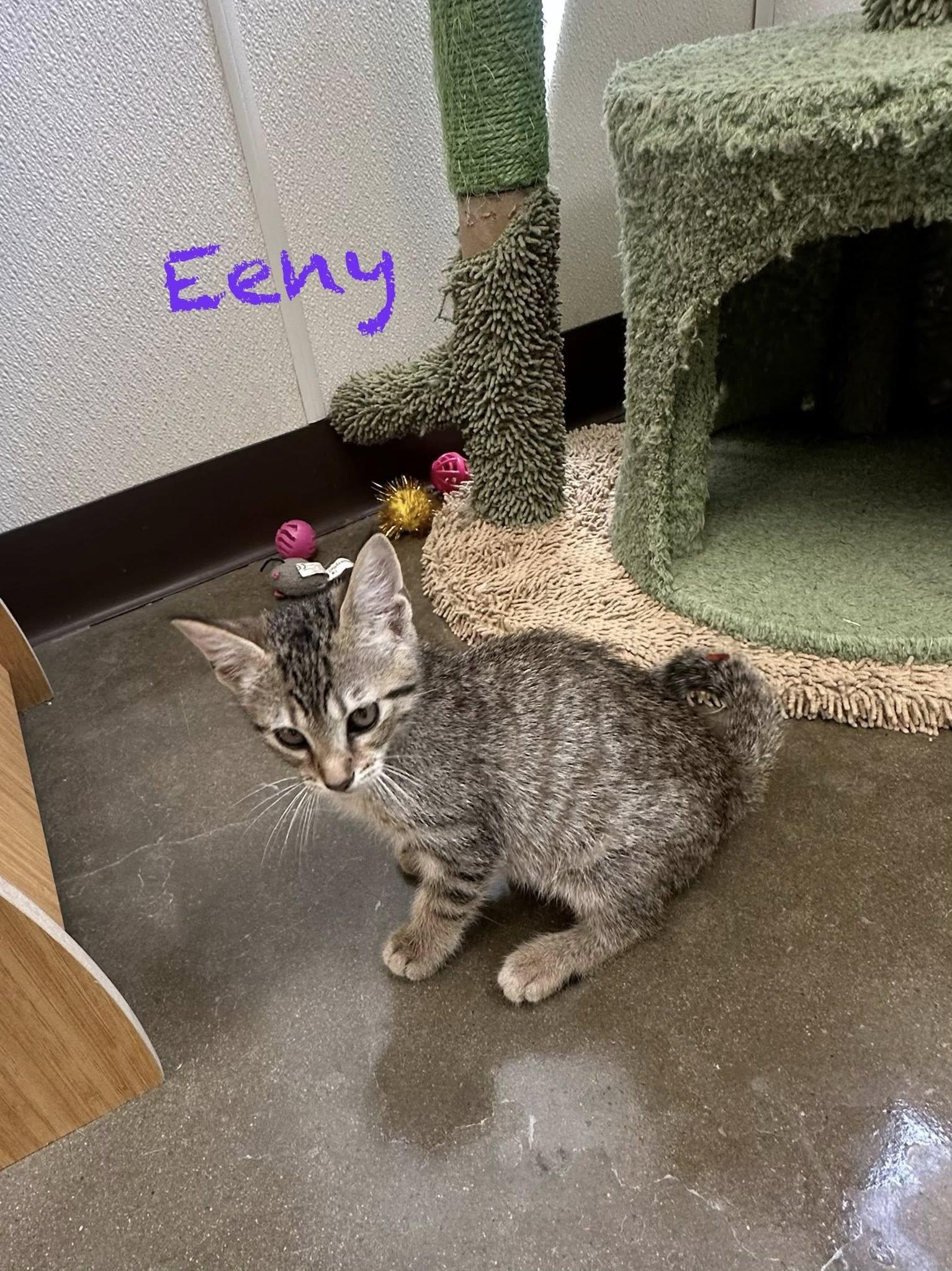 Eeny, ADOPTABLE, Kitten Female Domestic Short Hair.
