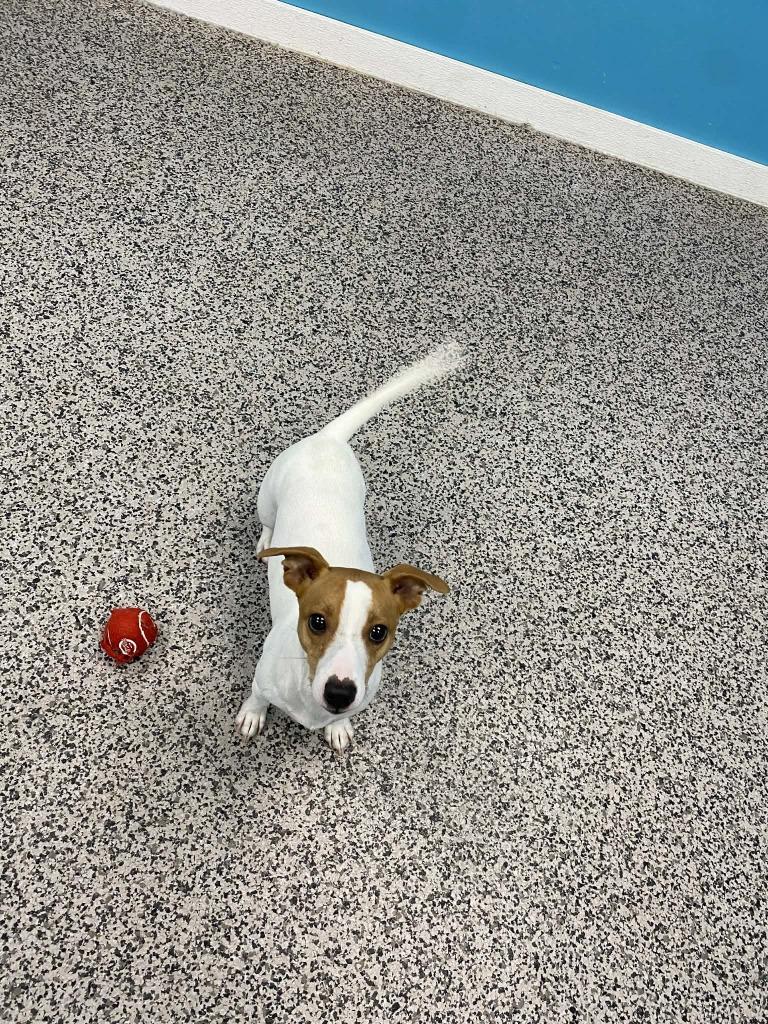 Dexter, Adoptable, Adult Male Jack Russell Terrier.