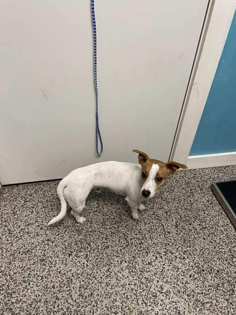 Enlarge Dexter, a Adoptable Jack Russell Terrier in Kendallville, IN image 1/1