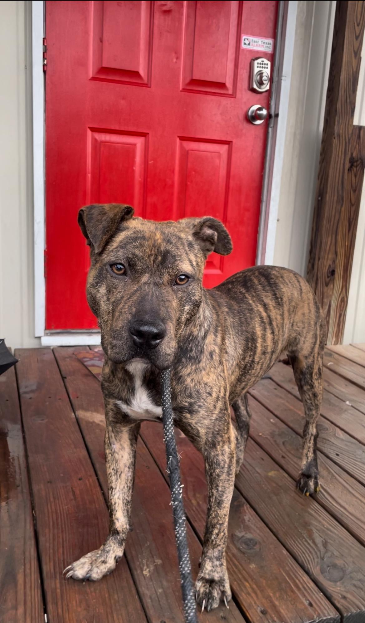 Enlarge Lily, a Adoptable American Staffordshire Terrier in Tyler, TX image 1/2