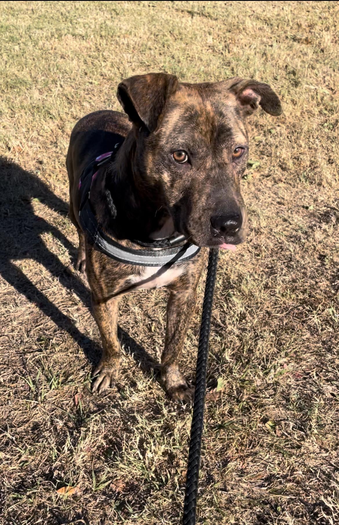 Enlarge Lily, a Adoptable American Staffordshire Terrier in Tyler, TX image 2/2