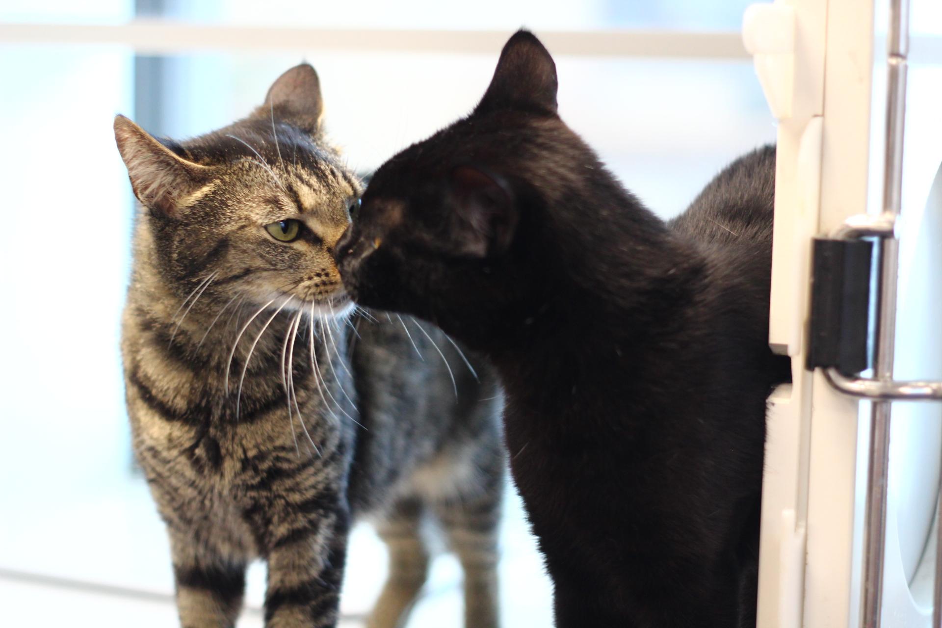 Bagel, Adoptable, Adult Female Domestic Short Hair.