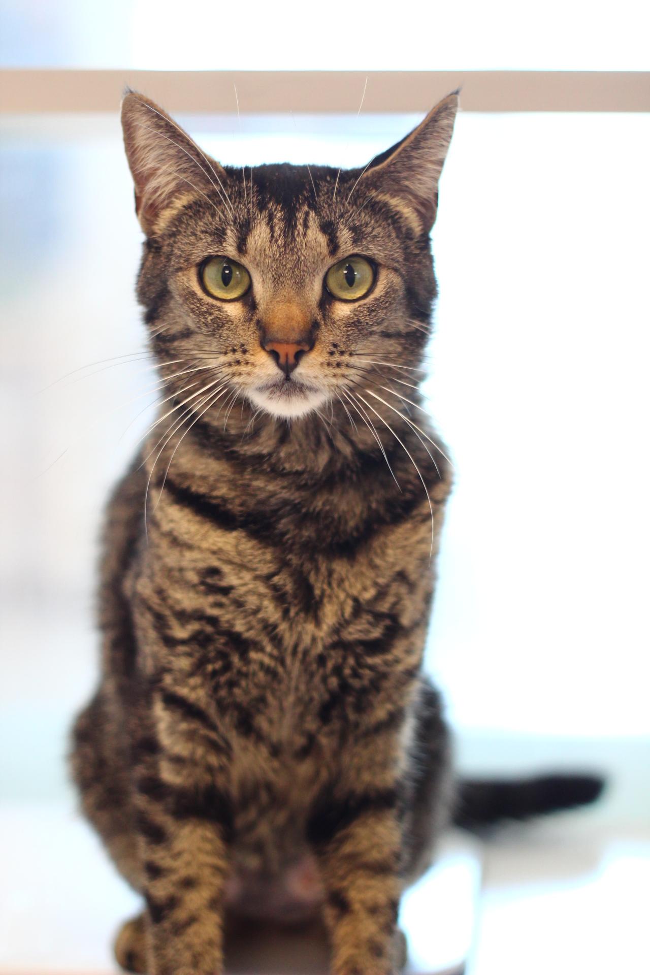 Enlarge Bagel, a Adoptable Domestic Short Hair in Toledo, OH image 2/4