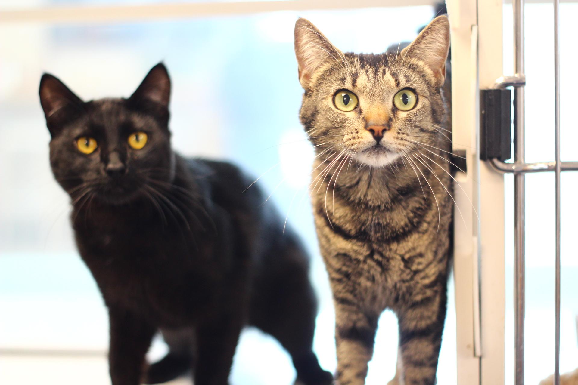 Enlarge Bagel, a Adoptable Domestic Short Hair in Toledo, OH image 3/4