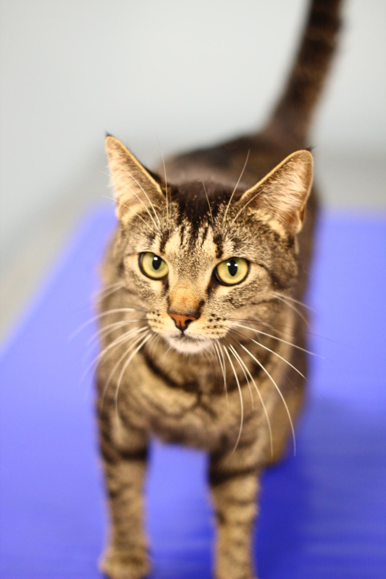 Enlarge Bagel, a Adoptable Domestic Short Hair in Toledo, OH image 4/4