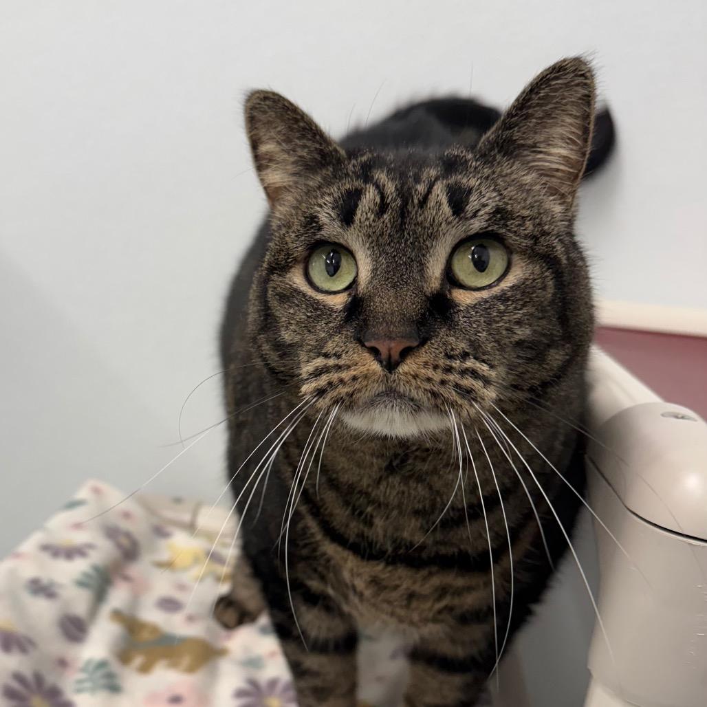 Enlarge Karma, a Adoptable Domestic Short Hair in Mount Shasta, CA image 3/3