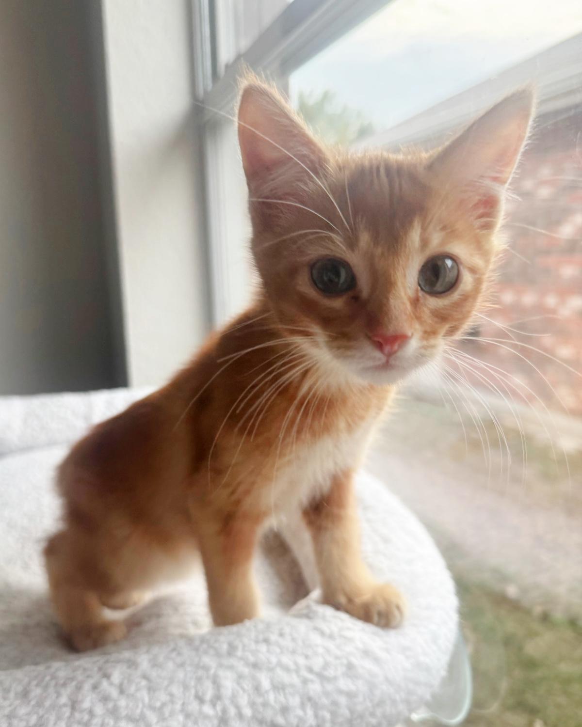 Enlarge Cheddar, an adopted mixed breed in Frisco, TX image 1/4