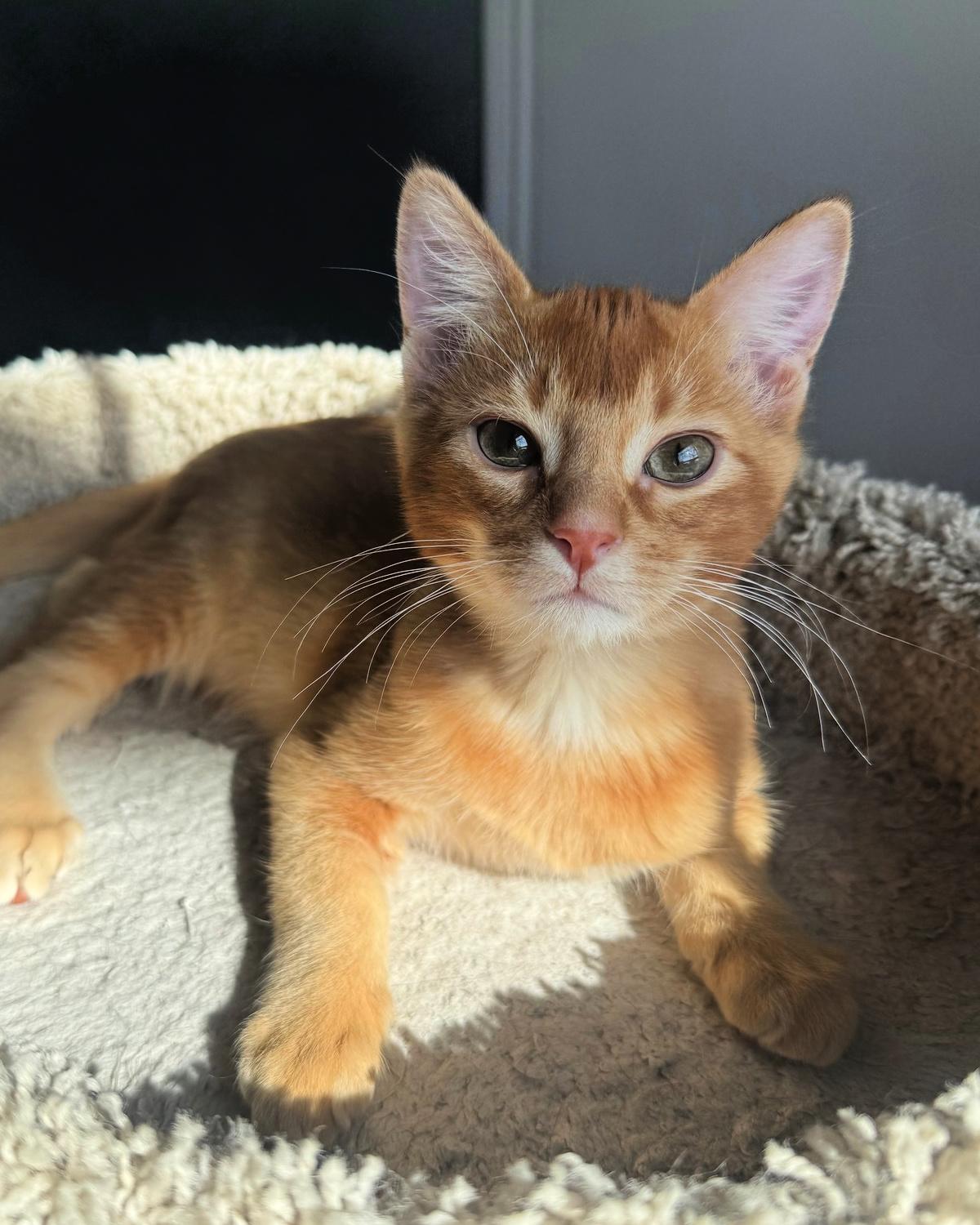 Enlarge Cheddar, an adopted mixed breed in Frisco, TX image 3/4