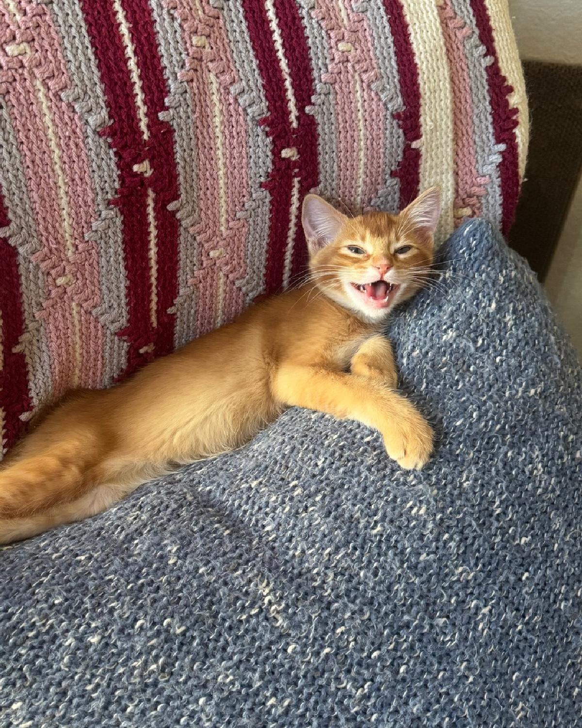 Enlarge Cheddar, an adopted mixed breed in Frisco, TX image 2/4