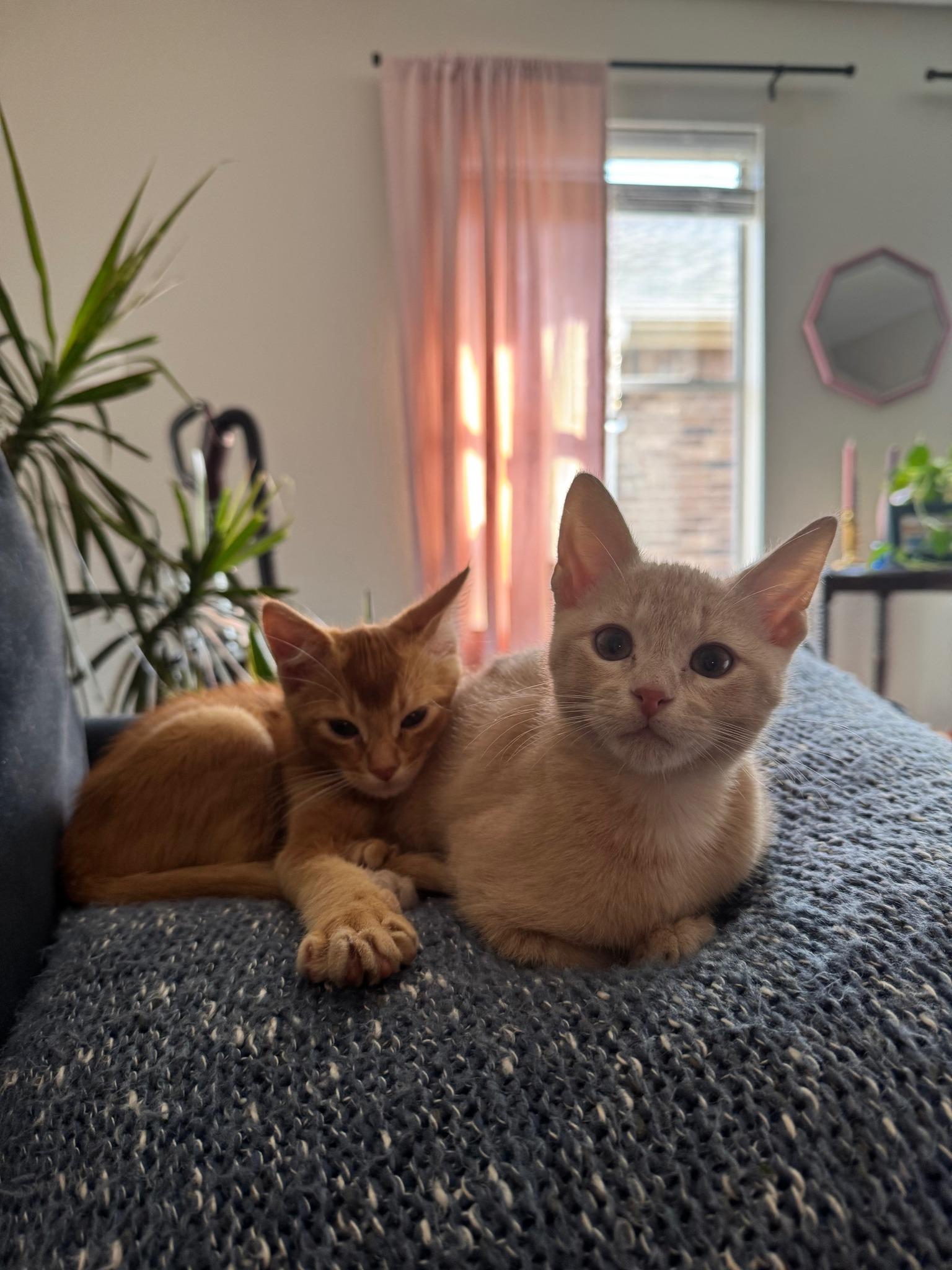 Enlarge Cheddar, an adopted mixed breed in Frisco, TX image 4/4