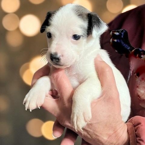 Enlarge Dublin, a ADOPTABLE mixed breed in Cedar Mountain, NC image 6/6