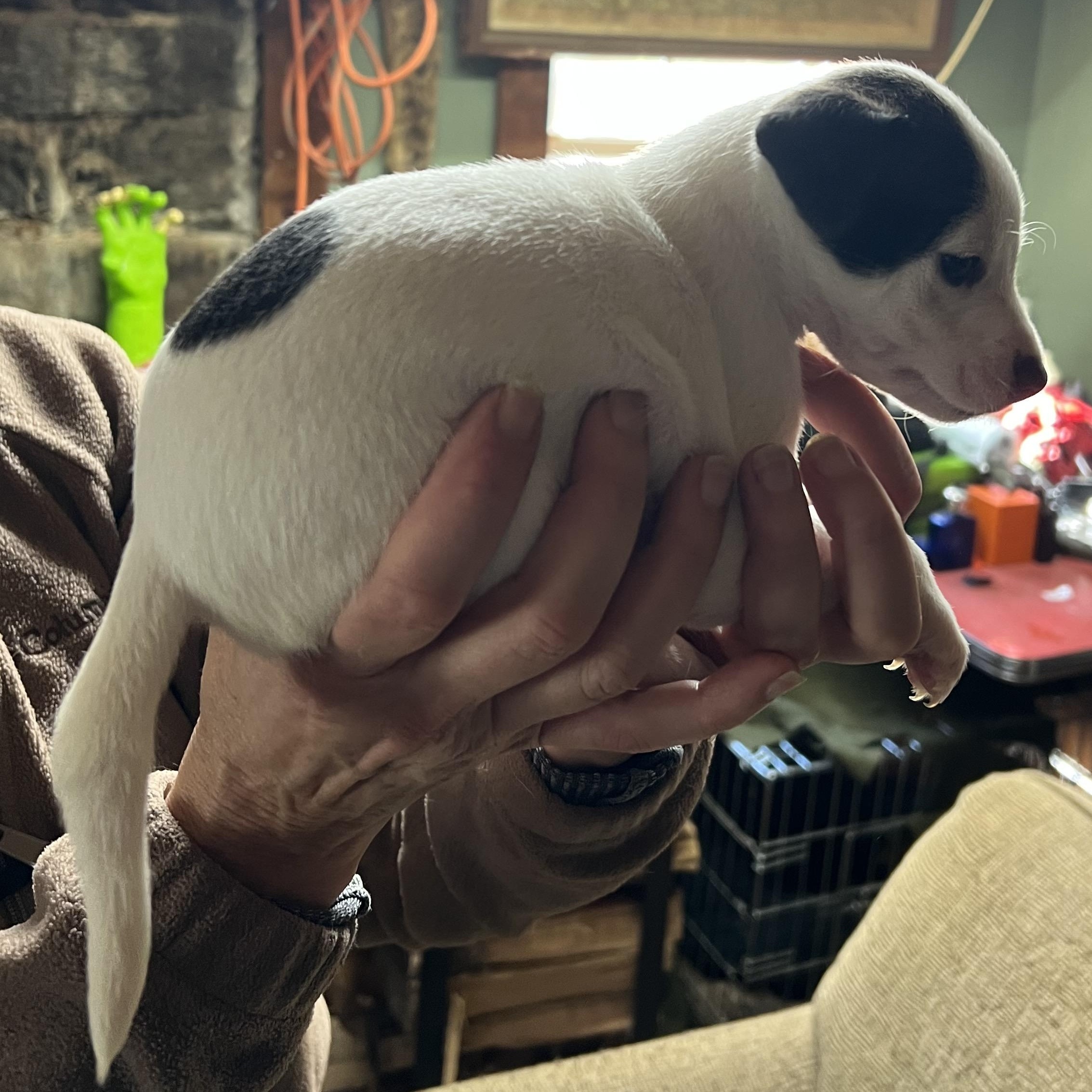 Enlarge Dublin, a ADOPTABLE mixed breed in Cedar Mountain, NC image 5/6