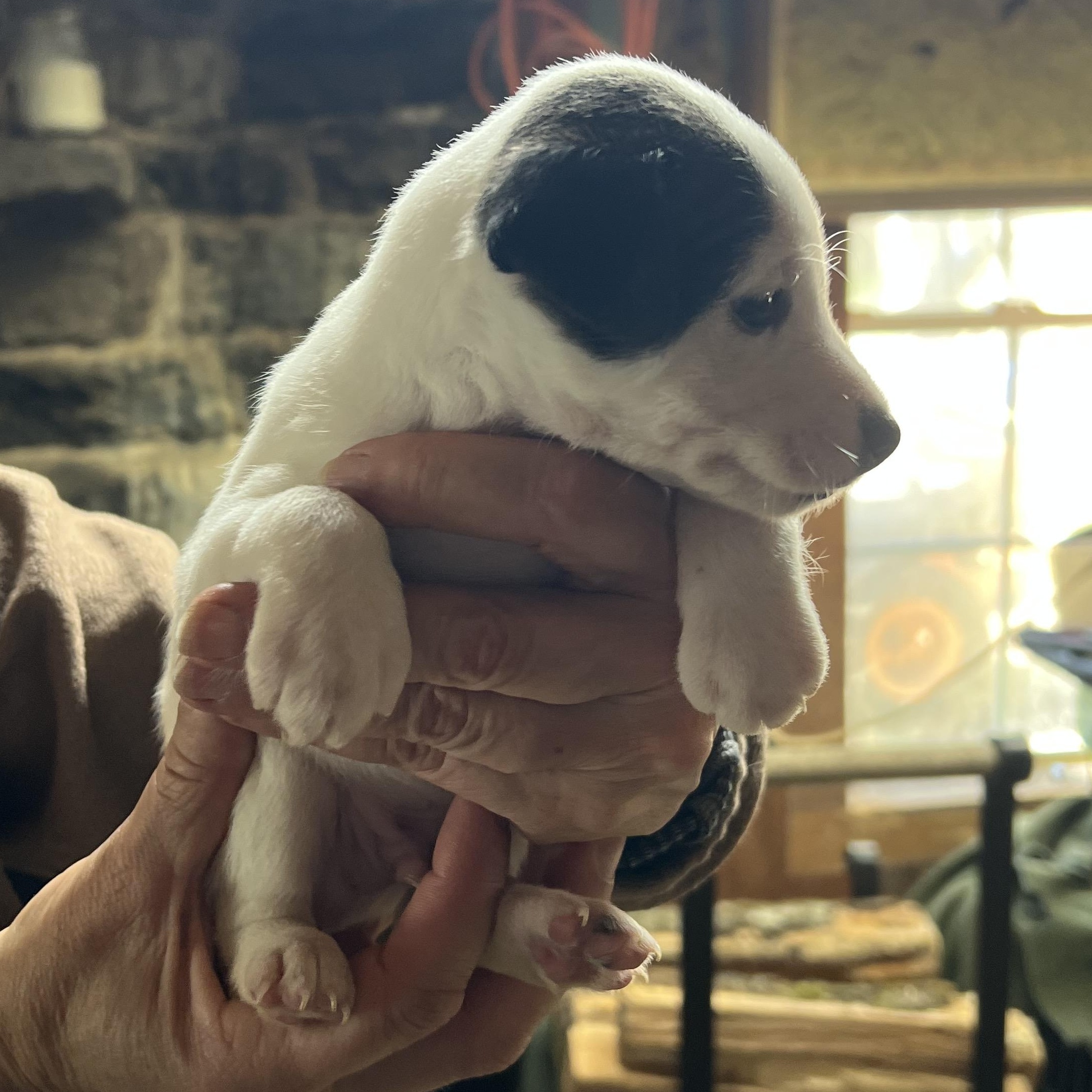 Enlarge Dublin, a ADOPTABLE mixed breed in Cedar Mountain, NC image 4/6