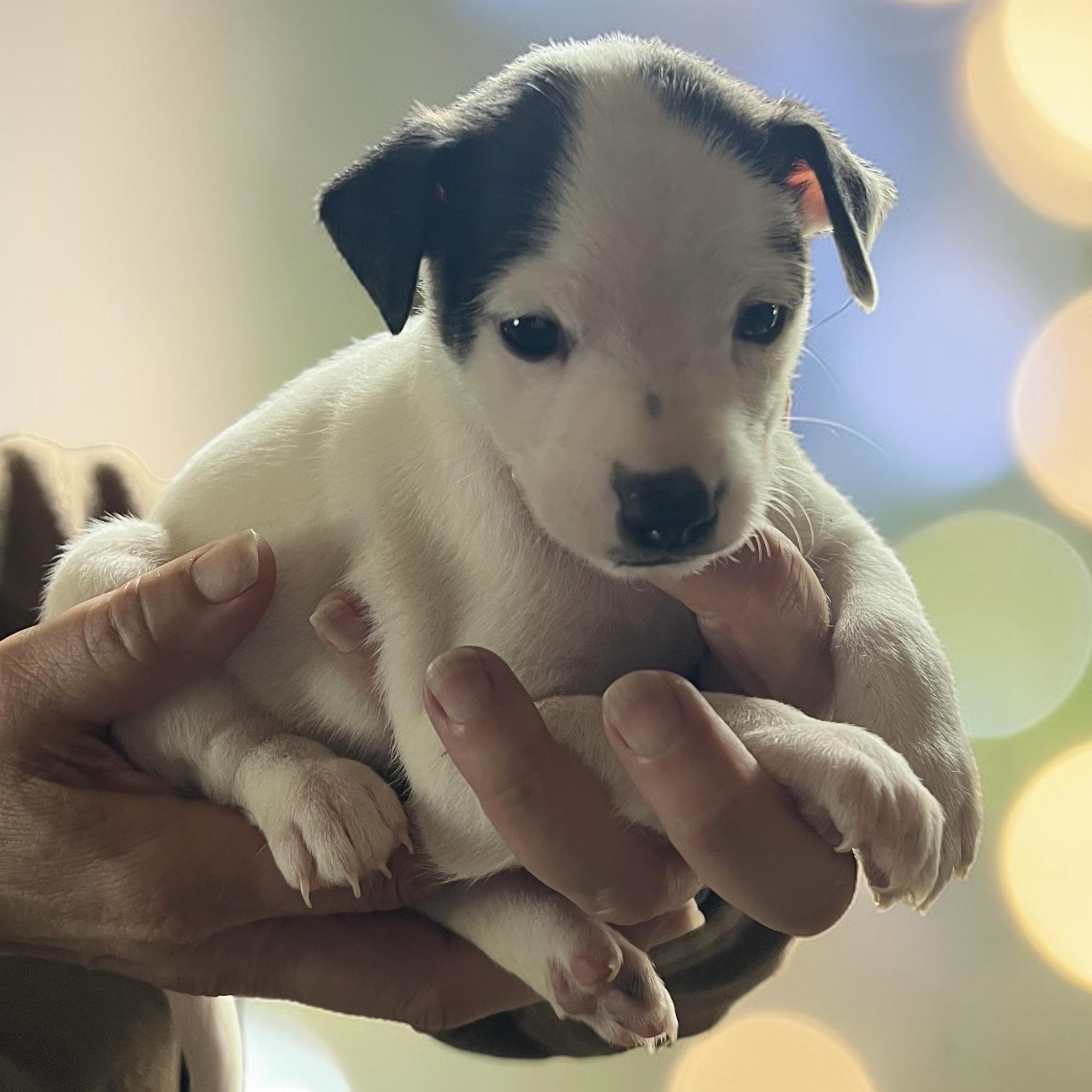 Enlarge Dublin, a ADOPTABLE mixed breed in Cedar Mountain, NC image 2/6