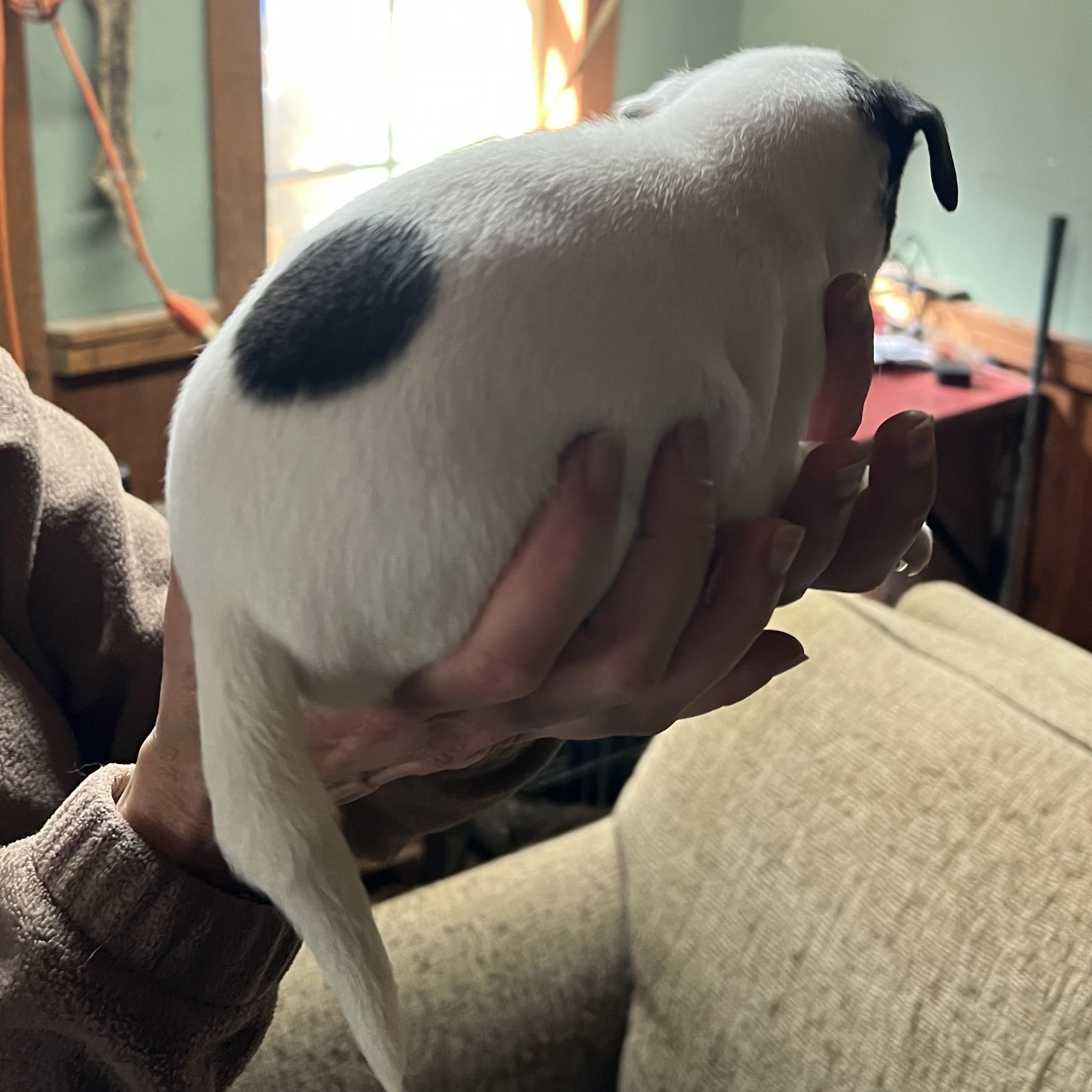 Enlarge Dublin, a ADOPTABLE mixed breed in Cedar Mountain, NC image 3/6