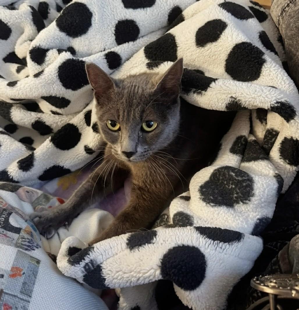 Grace, ADOPTABLE, Young Female Russian Blue.