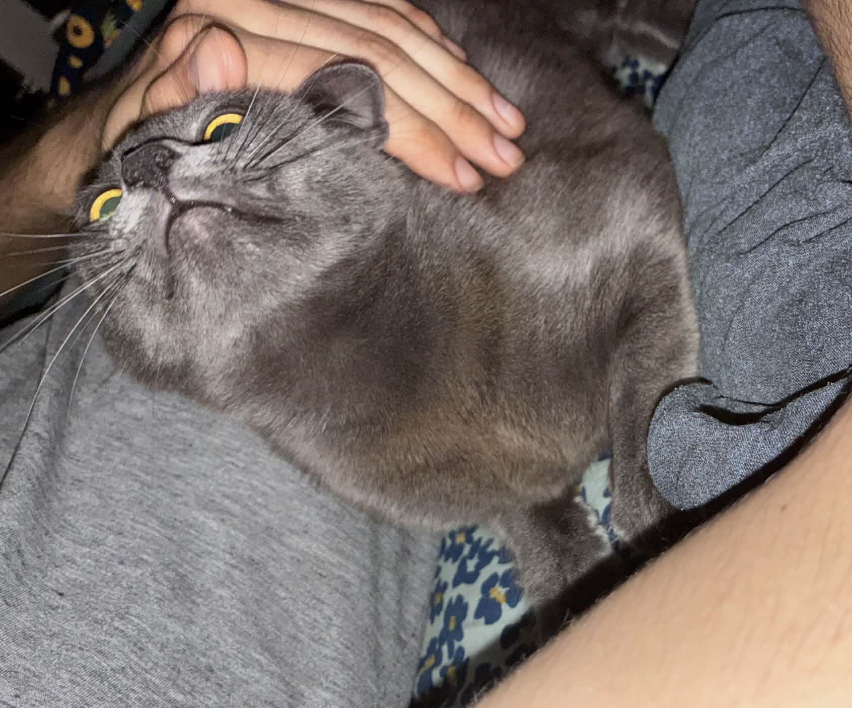 Enlarge Grace, a ADOPTABLE mixed breed in Santa Monica, CA image 5/6