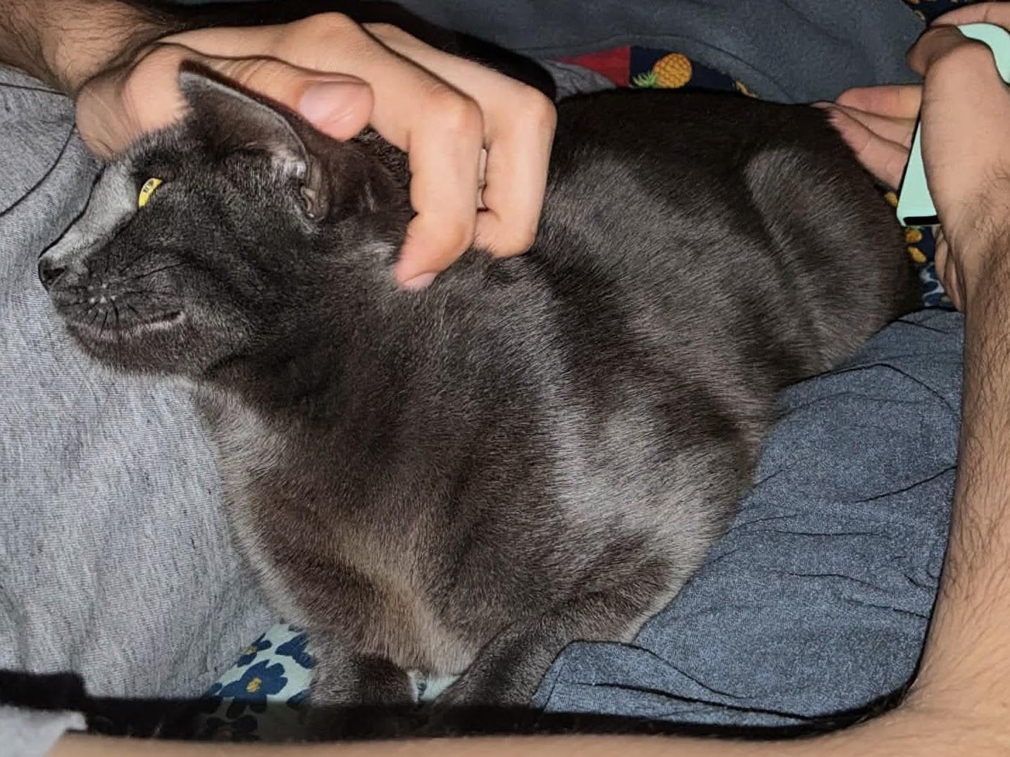 Grace, ADOPTABLE, Young Female Russian Blue.