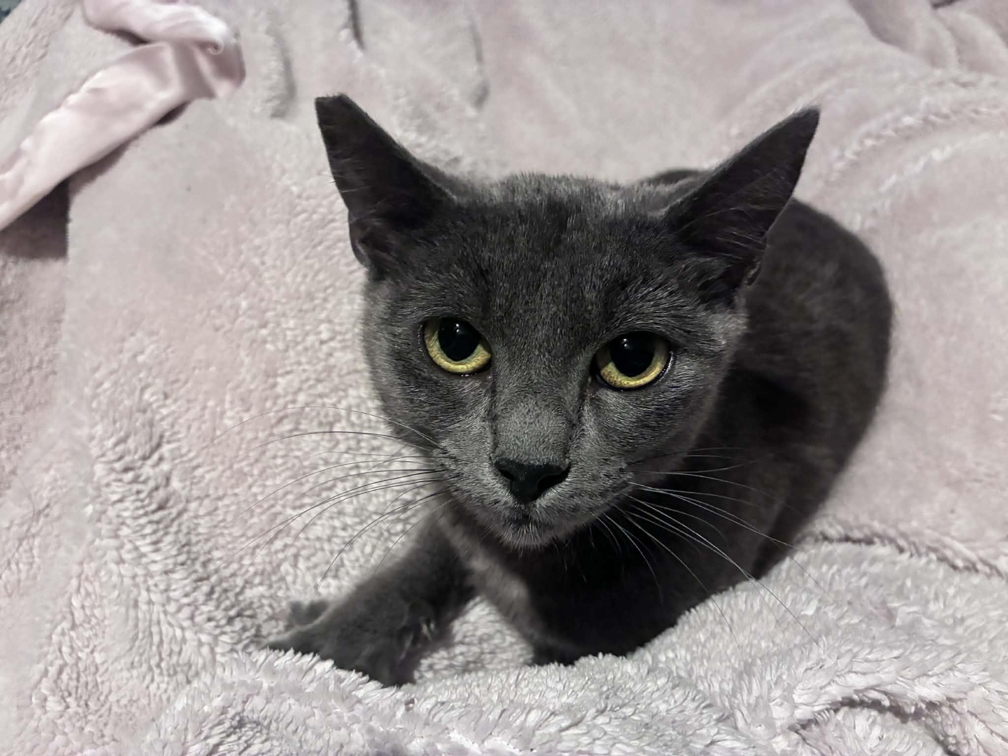 Enlarge Grace, a ADOPTABLE mixed breed in Santa Monica, CA image 3/6