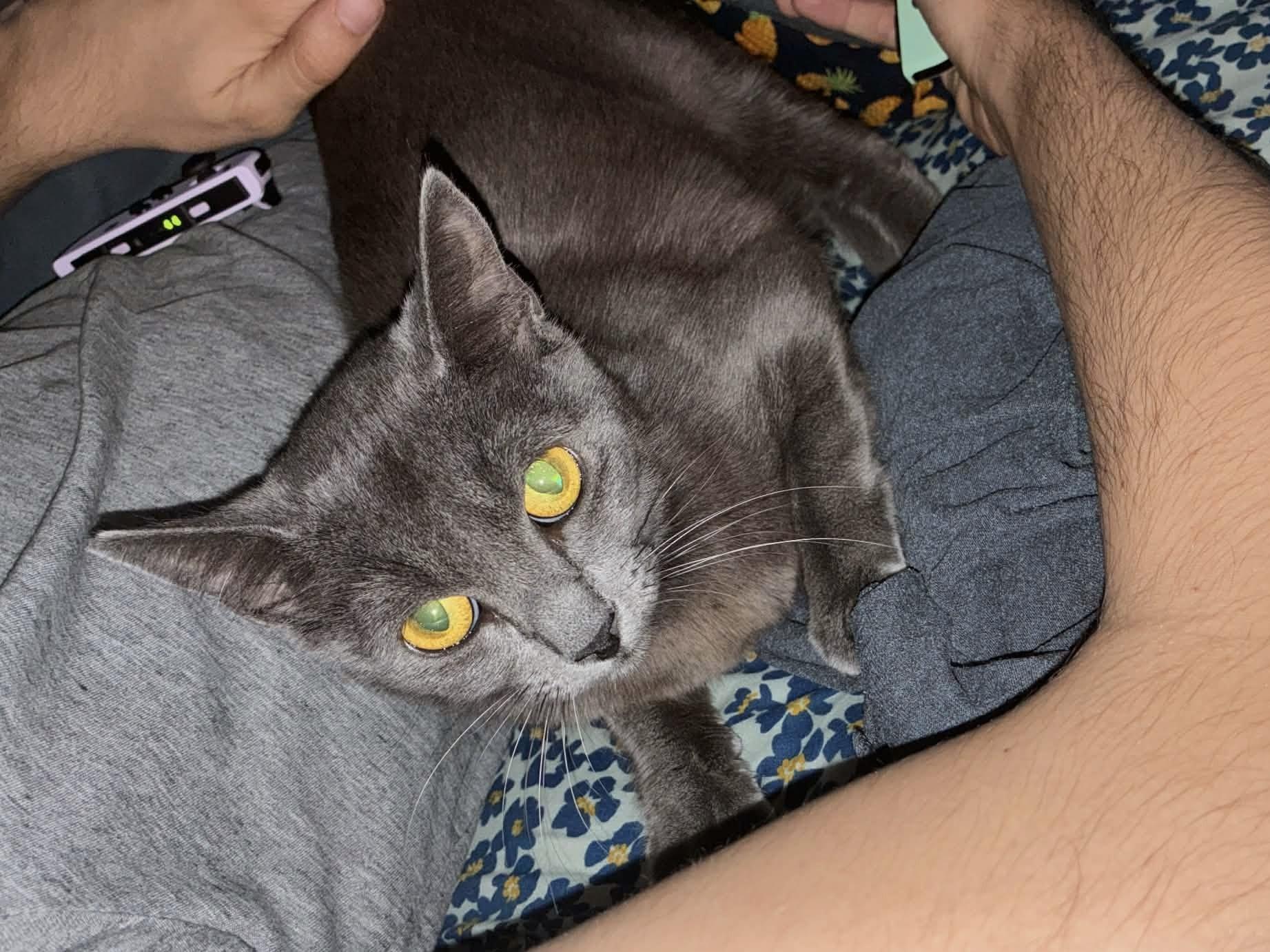 Enlarge Grace, a ADOPTABLE mixed breed in Santa Monica, CA image 2/6