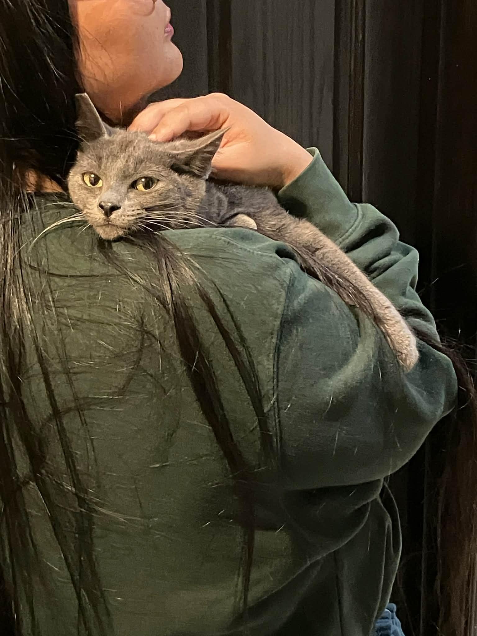 Enlarge Grace, a ADOPTABLE mixed breed in Santa Monica, CA image 4/6