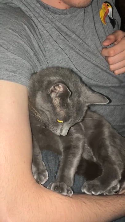 Enlarge Grace, a ADOPTABLE mixed breed in Santa Monica, CA video 6/6