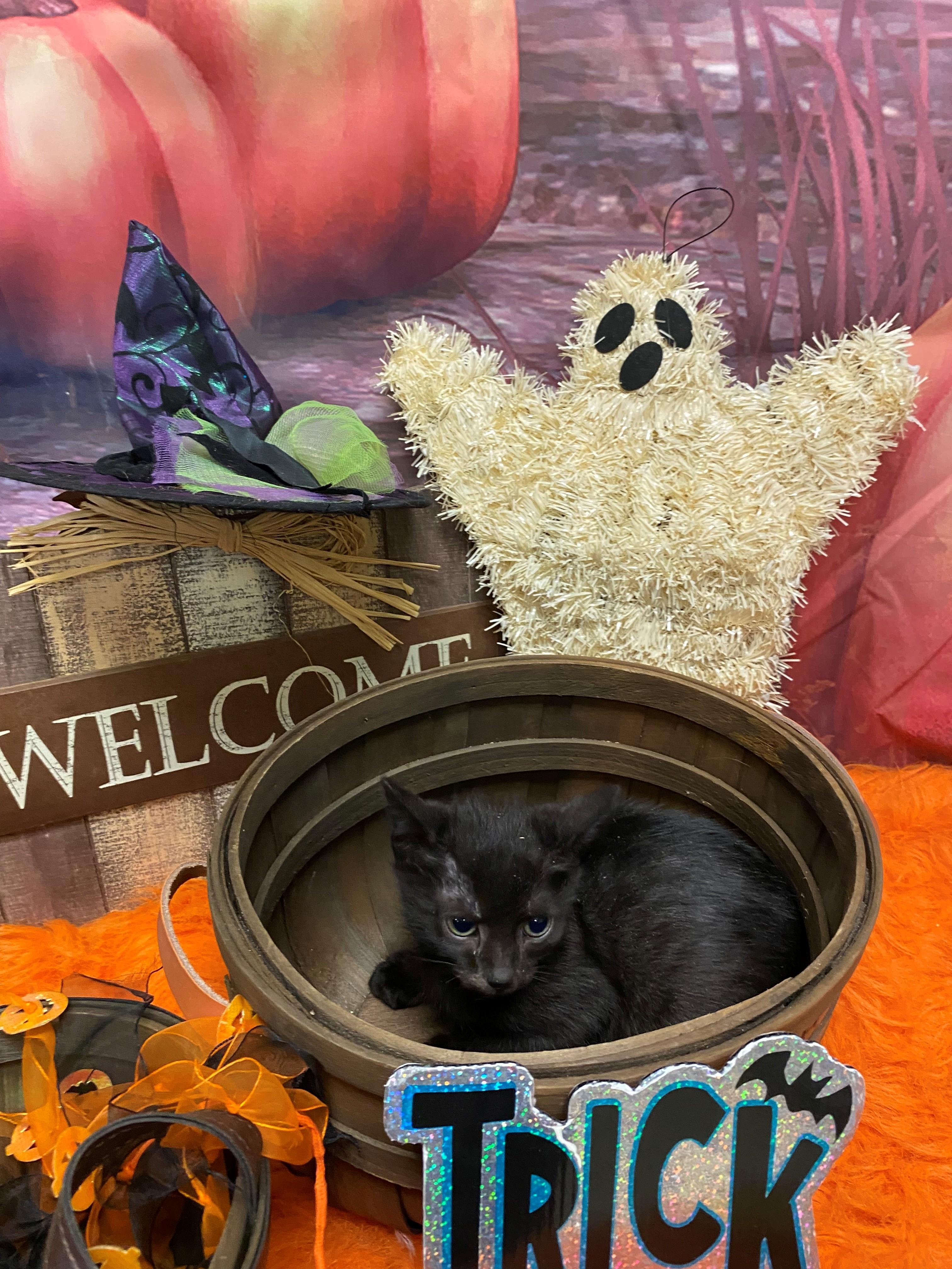 Rio 59332493, Adoptable, Young Male Domestic Short Hair.