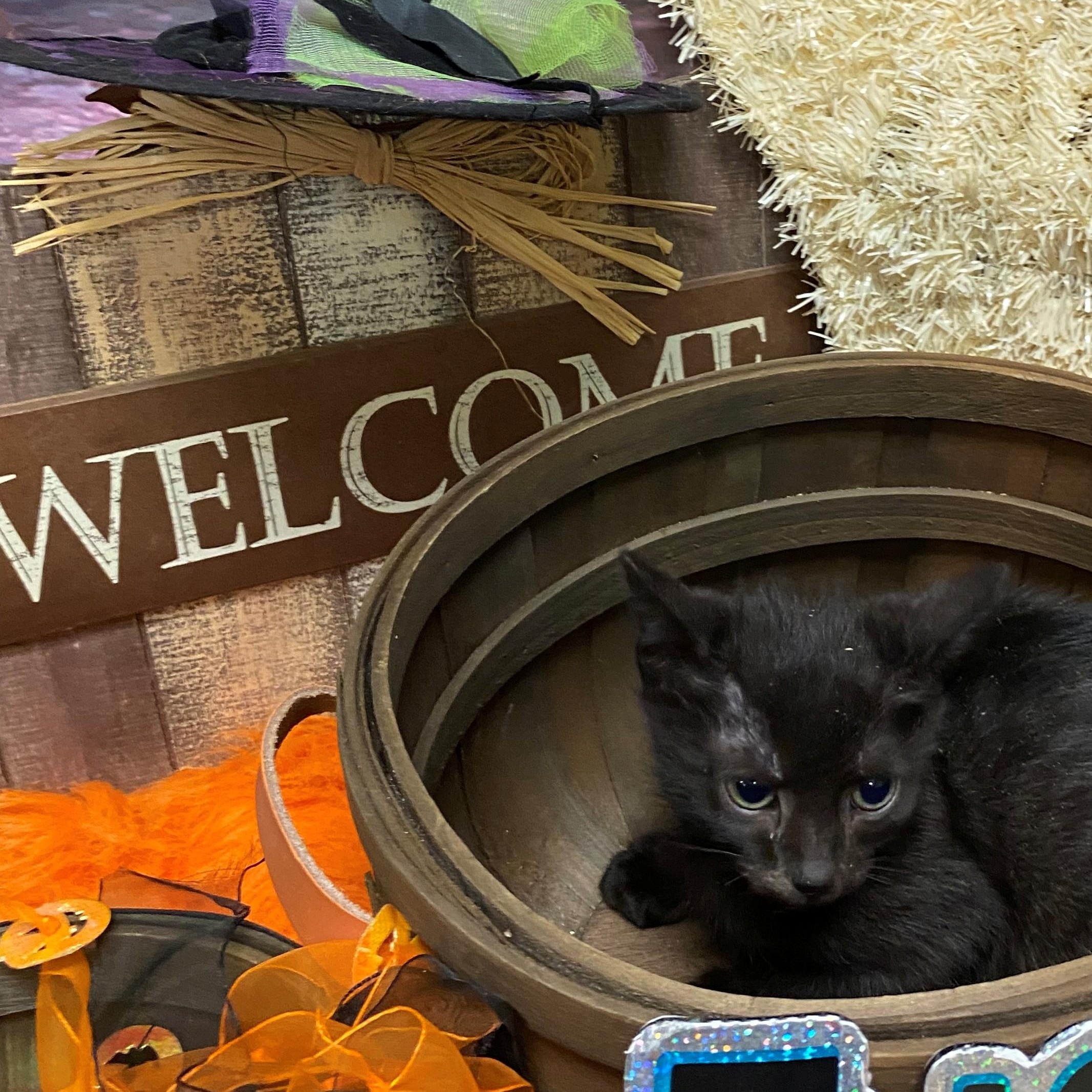 Enlarge Rio 59332493, a Adoptable Domestic Short Hair in Harvey , LA image 1/1