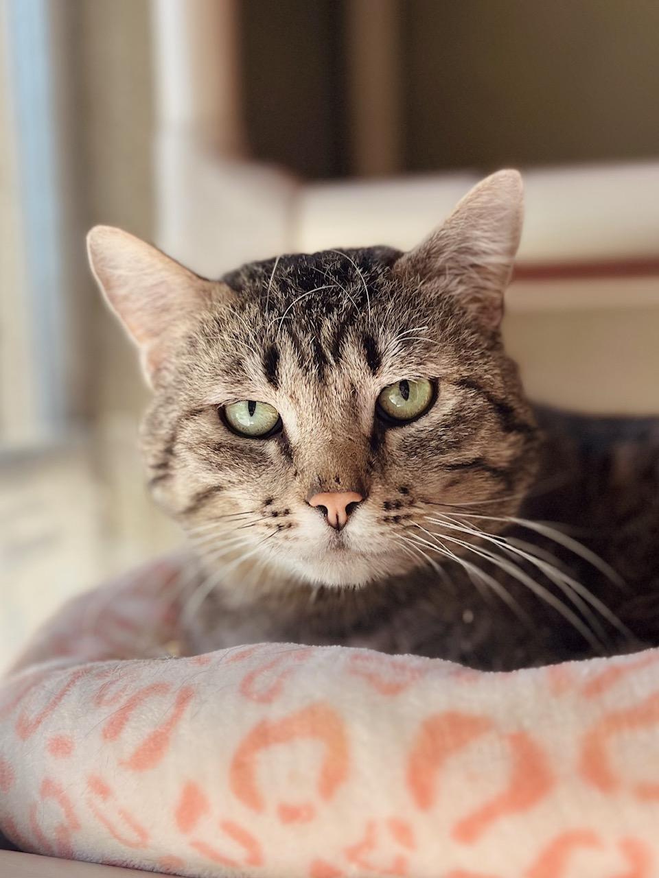 Enlarge Boone, a ADOPTABLE Domestic Short Hair in Boise, ID image 1/1