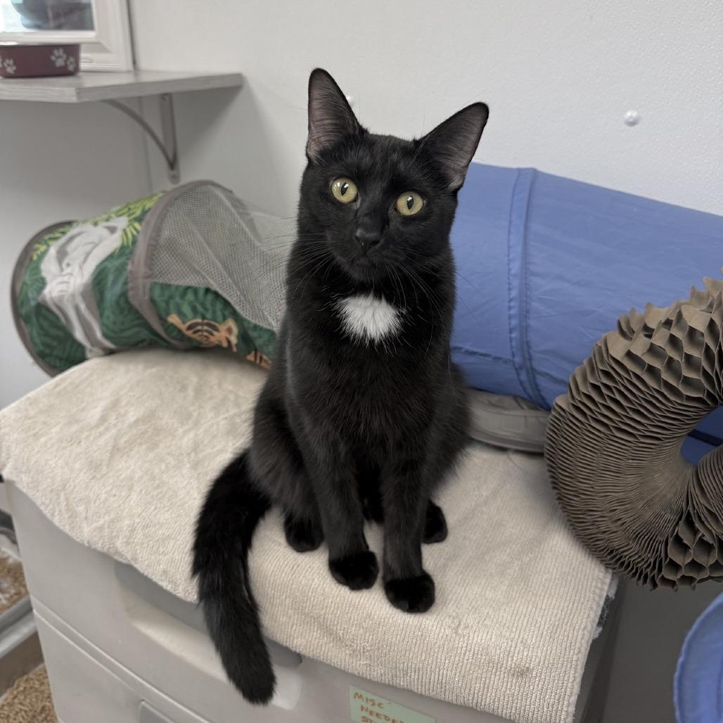 Whiskey, a Adoptable mixed breed in La Grange, KY image 1/4