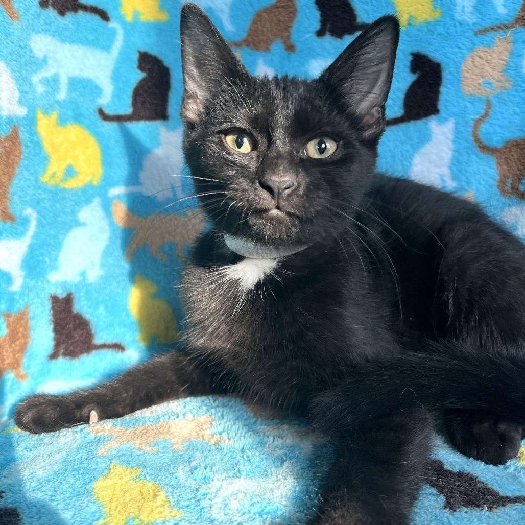 Whiskey, a Adoptable mixed breed in La Grange, KY image 1/3