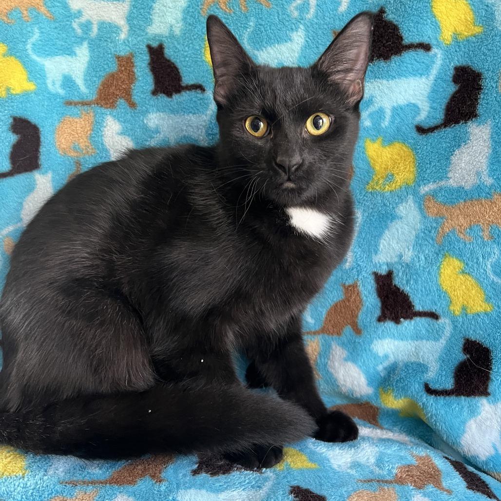 Whiskey, a Adoptable mixed breed in La Grange, KY image 2/3