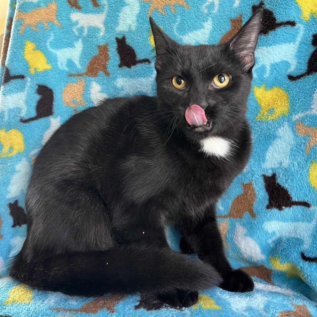 Whiskey, a Adoptable mixed breed in La Grange, KY image 3/3