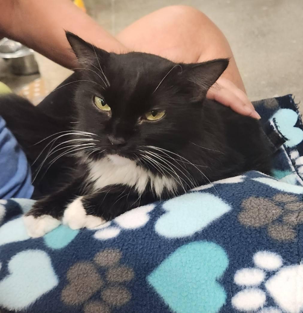 Piper - calm & cuddly
