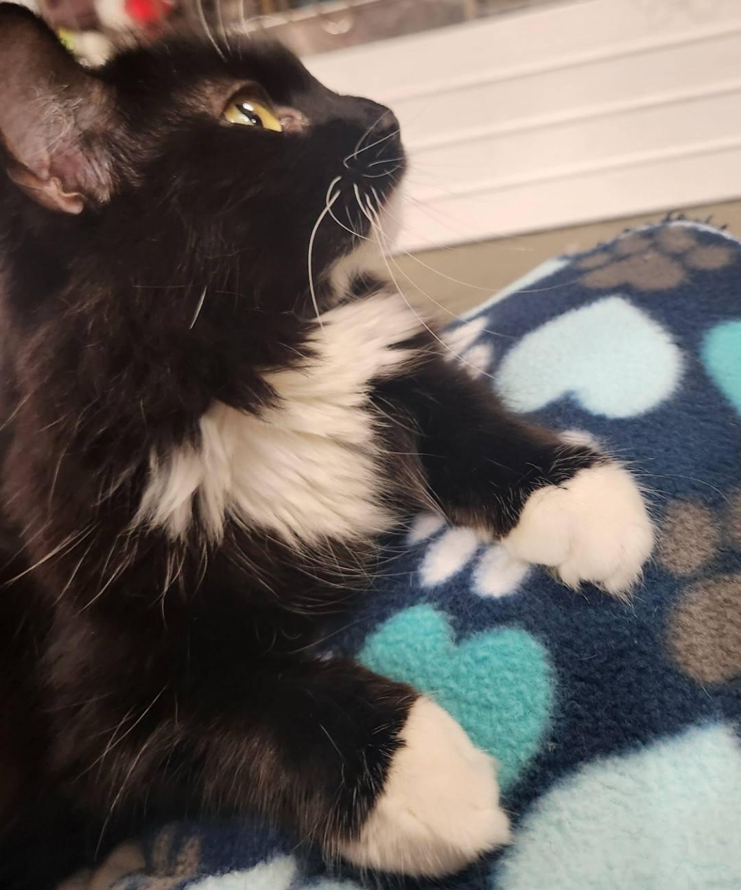 Piper - calm & cuddly