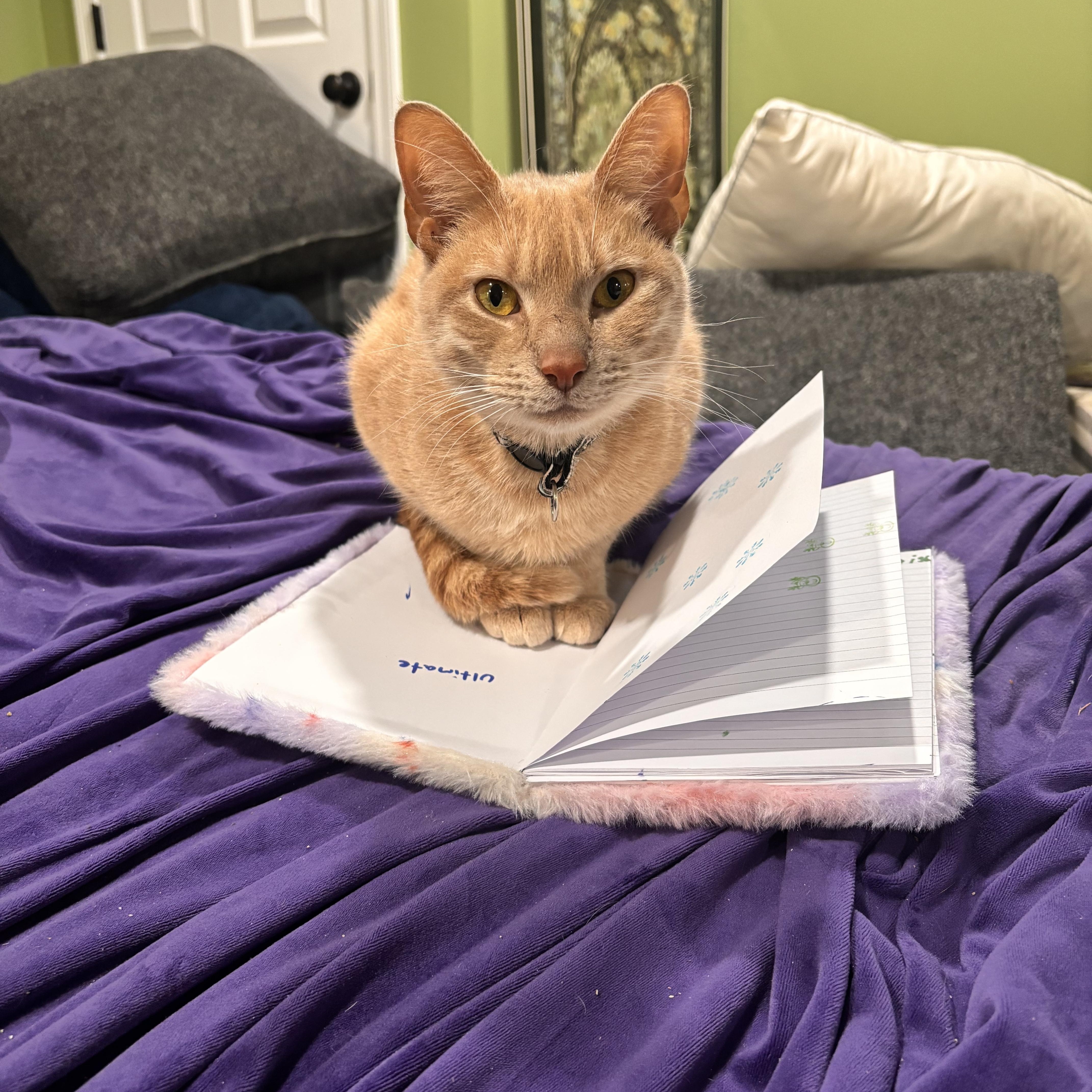 Nala , adopted, Young Female Domestic Short Hair.