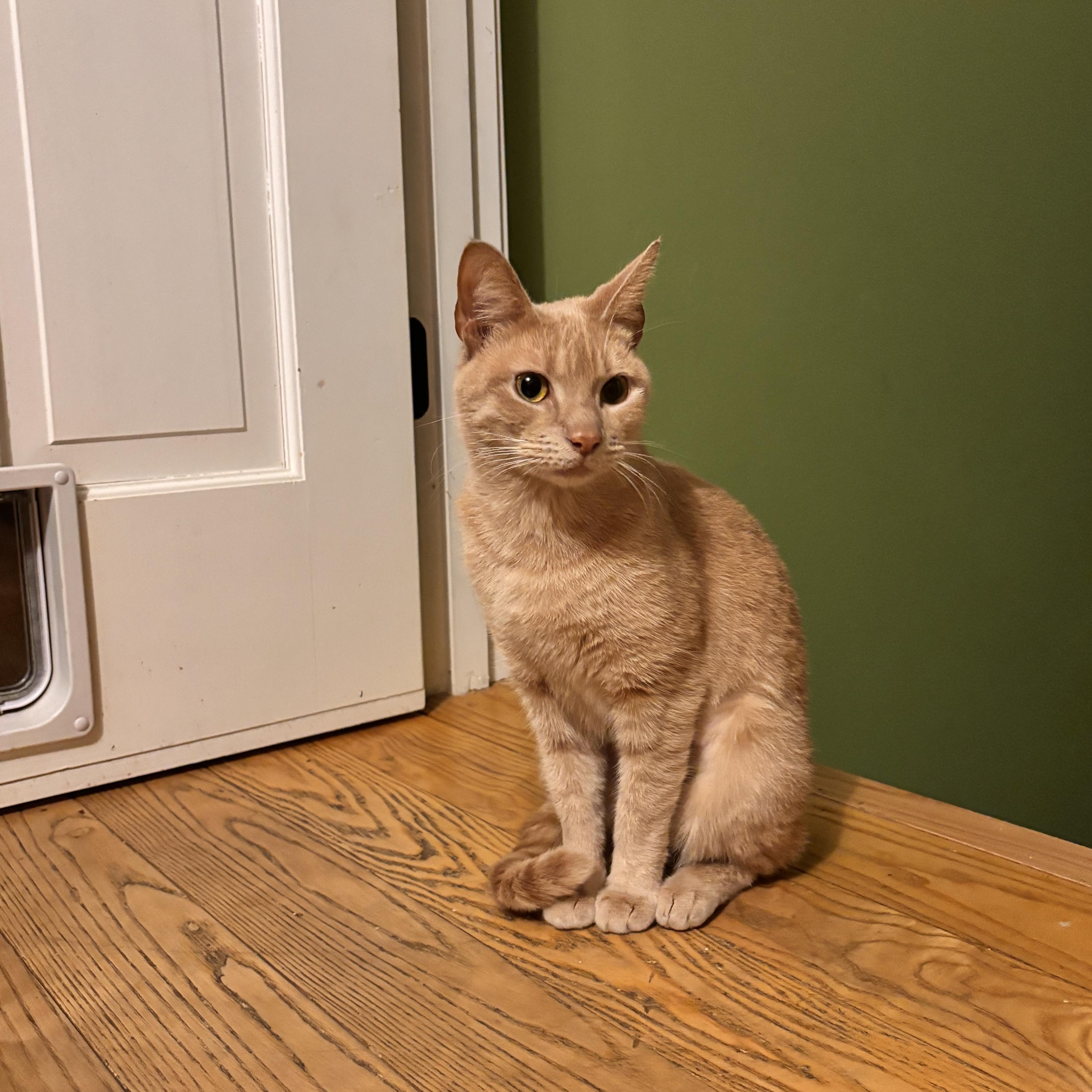 Enlarge Nala , an adopted Domestic Short Hair in Enfield, CT image 2/2