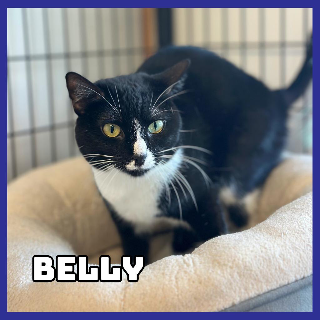 Enlarge Belly, a Adoptable Domestic Short Hair in Glenwood, MN image 1/3