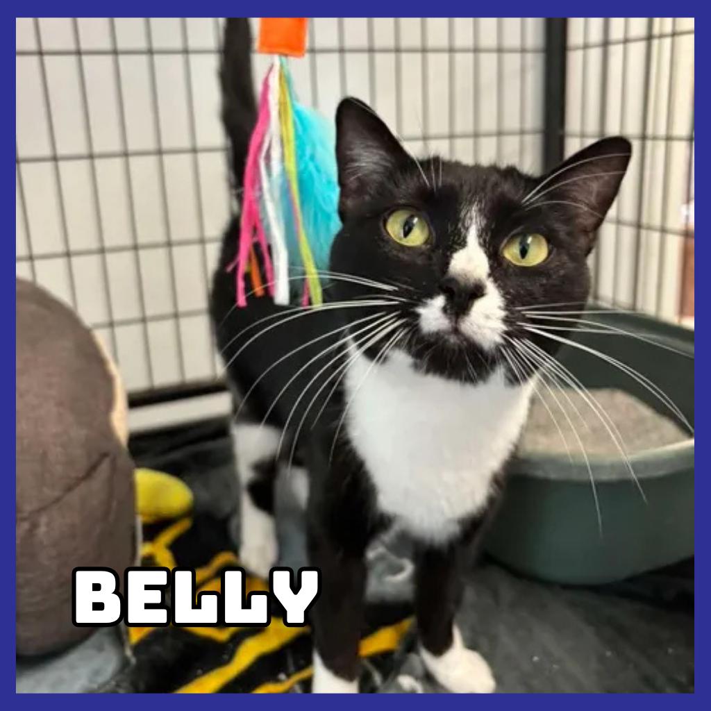 Enlarge Belly, a Adoptable Domestic Short Hair in Glenwood, MN image 2/3