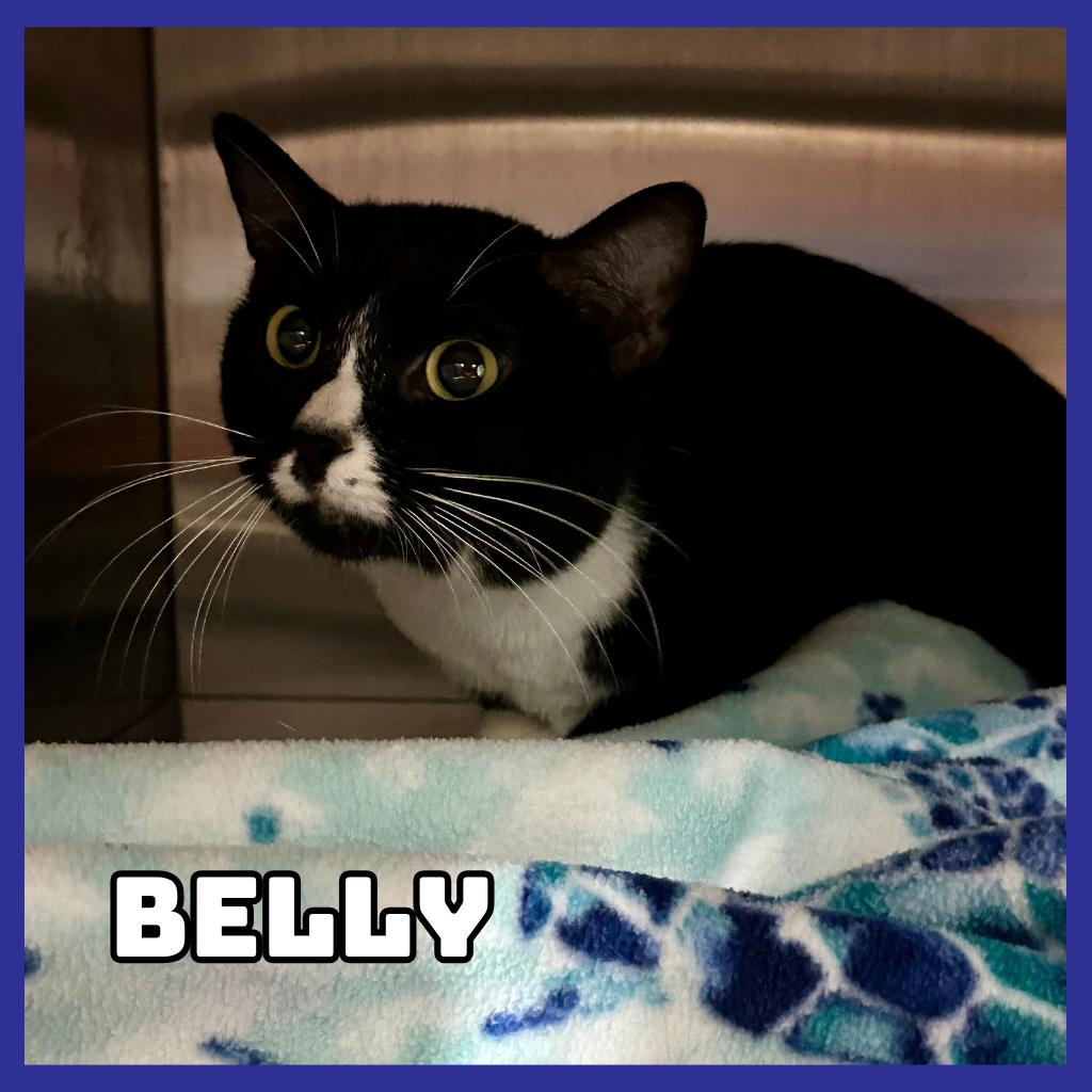 Enlarge Belly, a Adoptable Domestic Short Hair in Glenwood, MN image 3/3