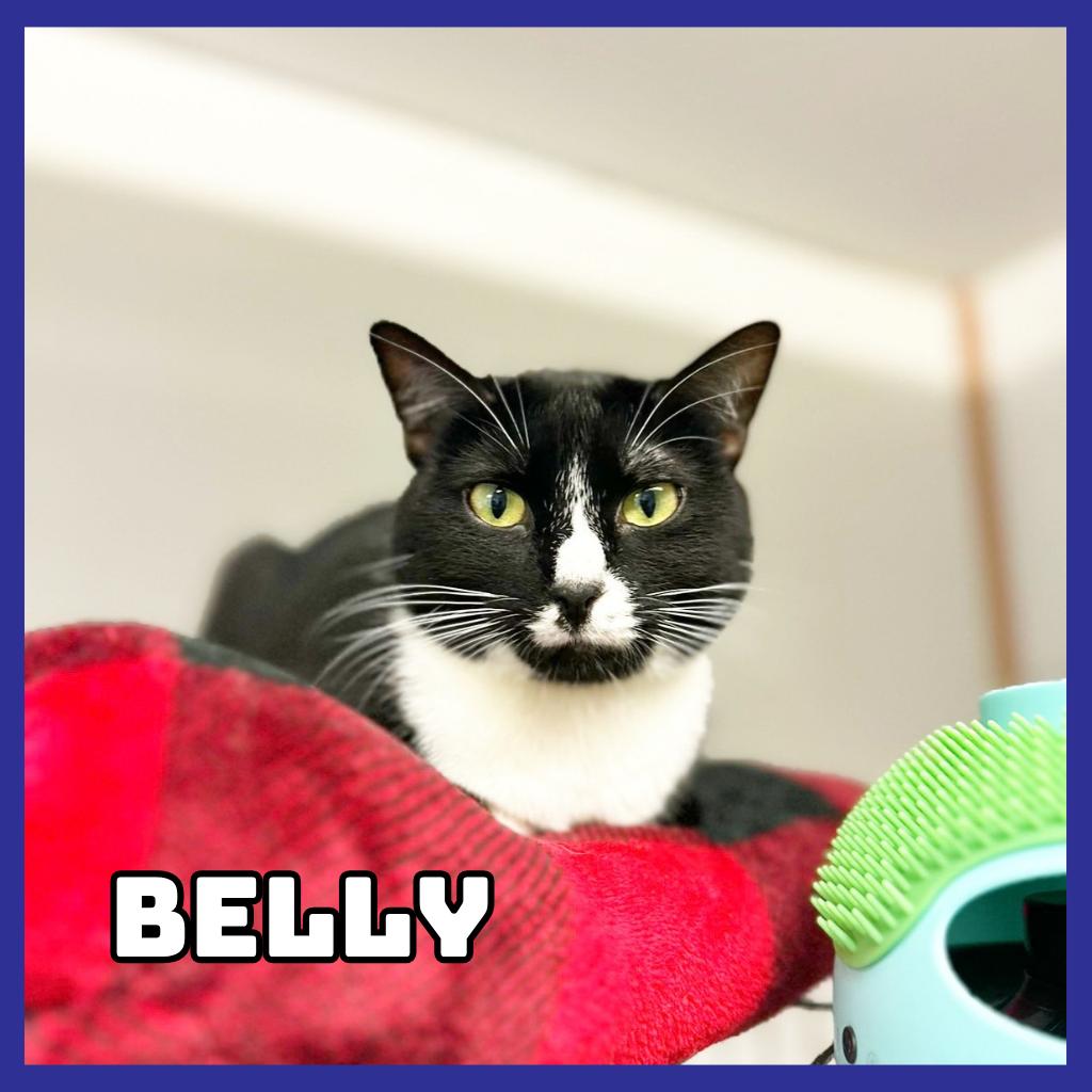 Enlarge Belly, a Adoptable Domestic Short Hair in Glenwood, MN image 3/3