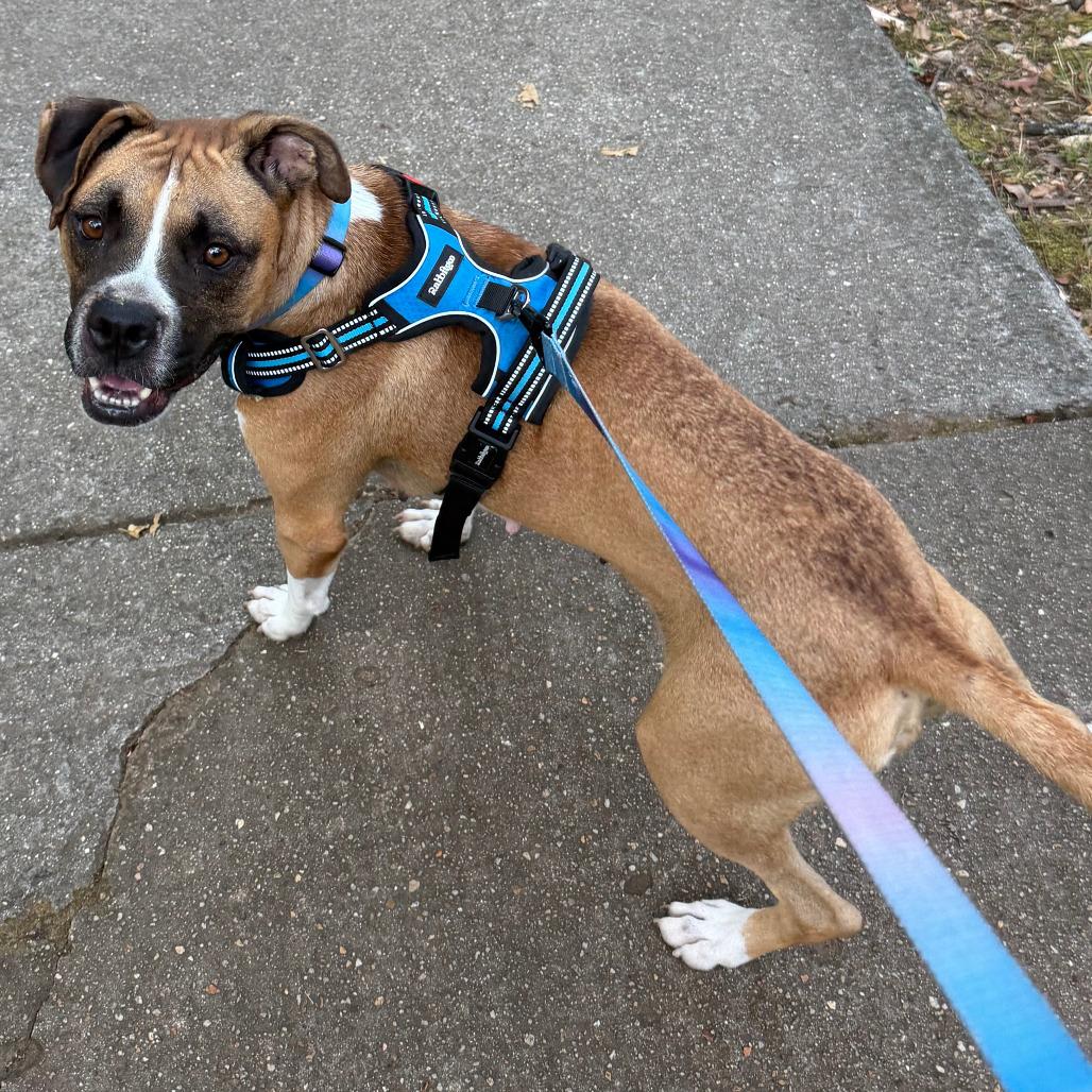 Enlarge Stella, a Adoptable Boxer in Birmingham, AL image 1/6