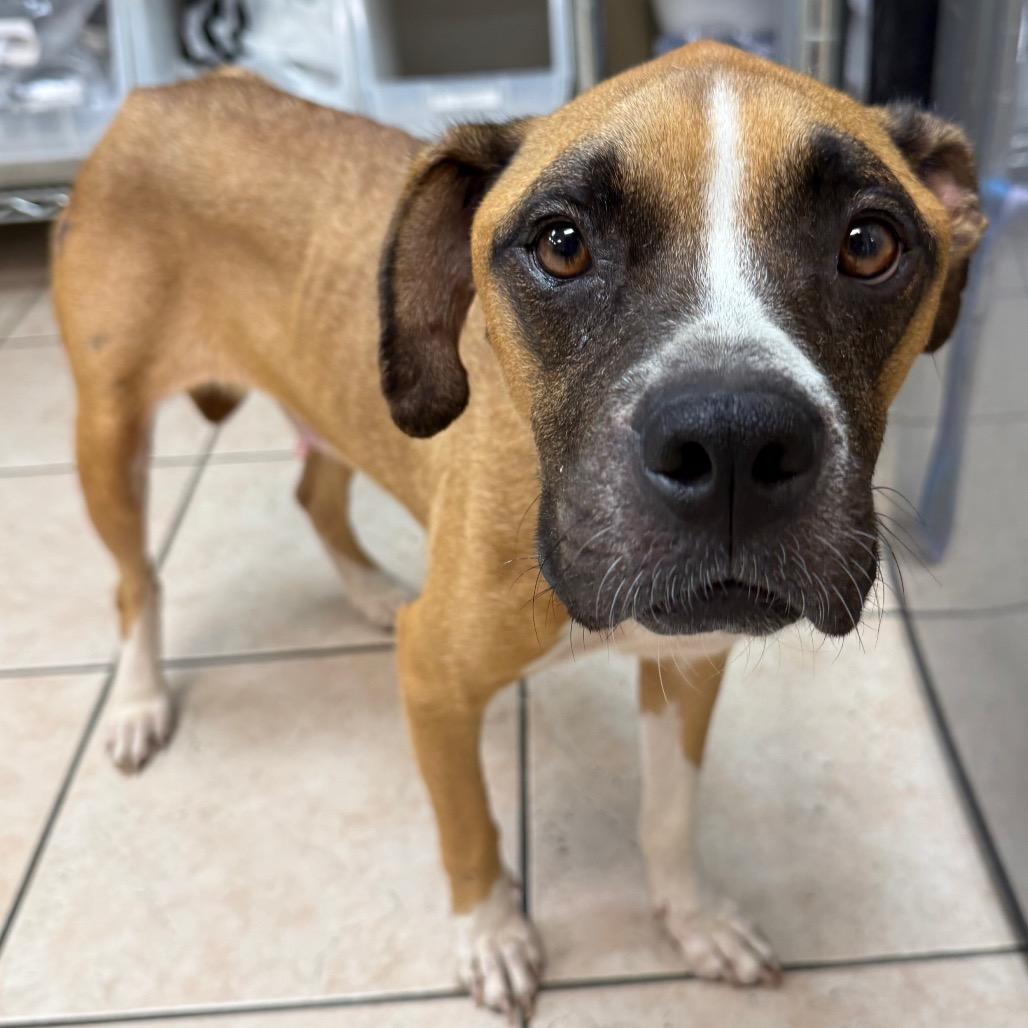 Enlarge Stella, a Adoptable Boxer in Birmingham, AL image 2/6