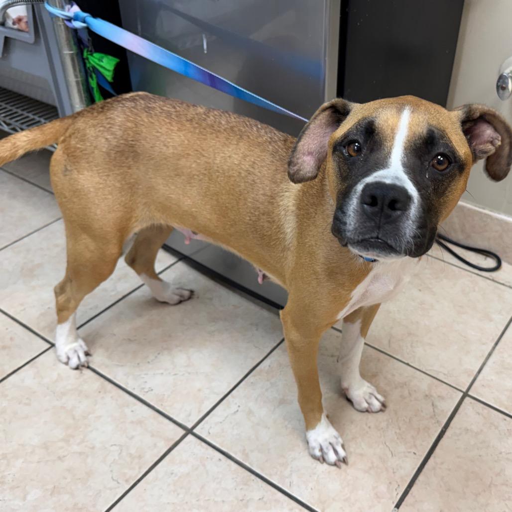 Enlarge Stella, a Adoptable Boxer in Birmingham, AL image 3/6