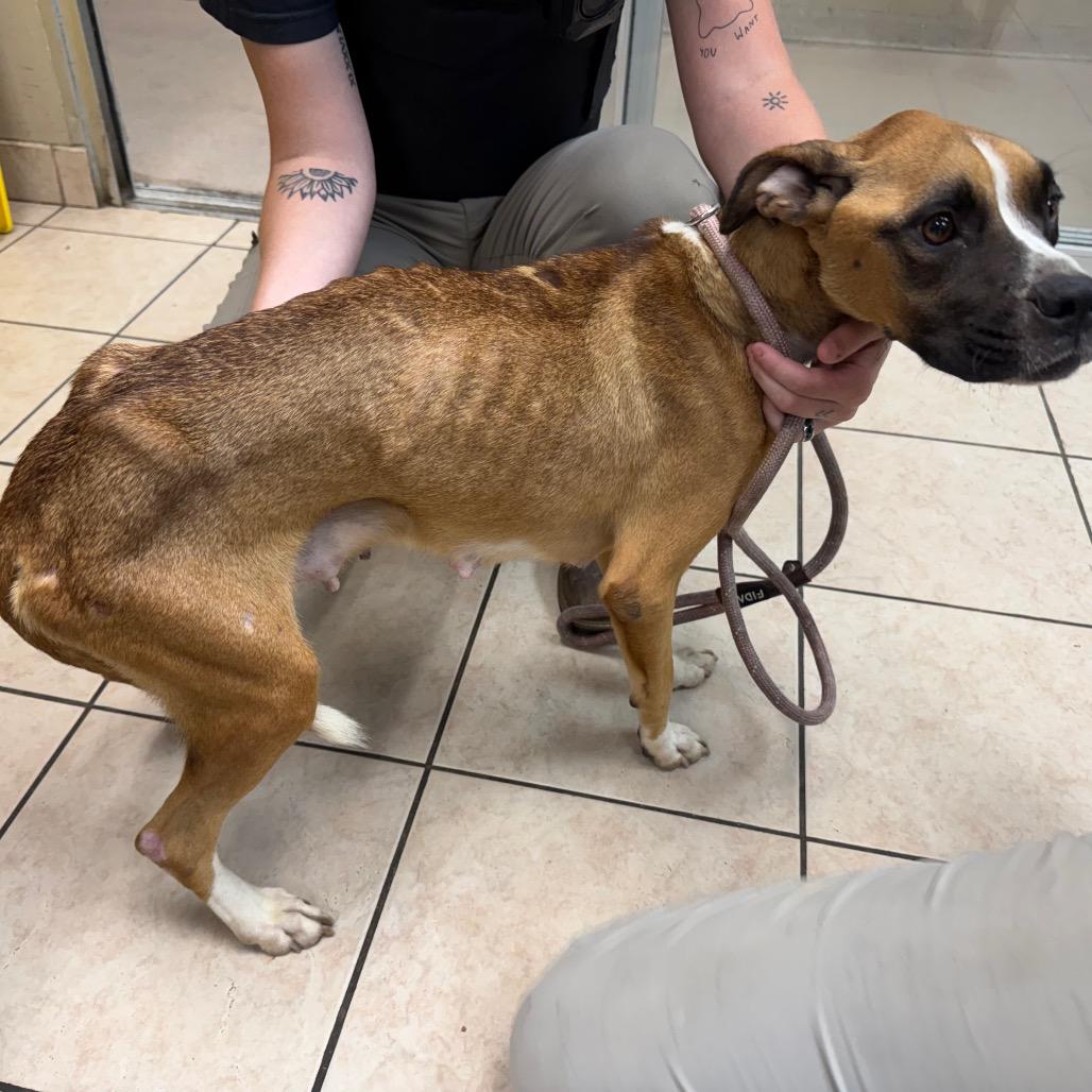 Enlarge Stella, a Adoptable Boxer in Birmingham, AL image 4/6