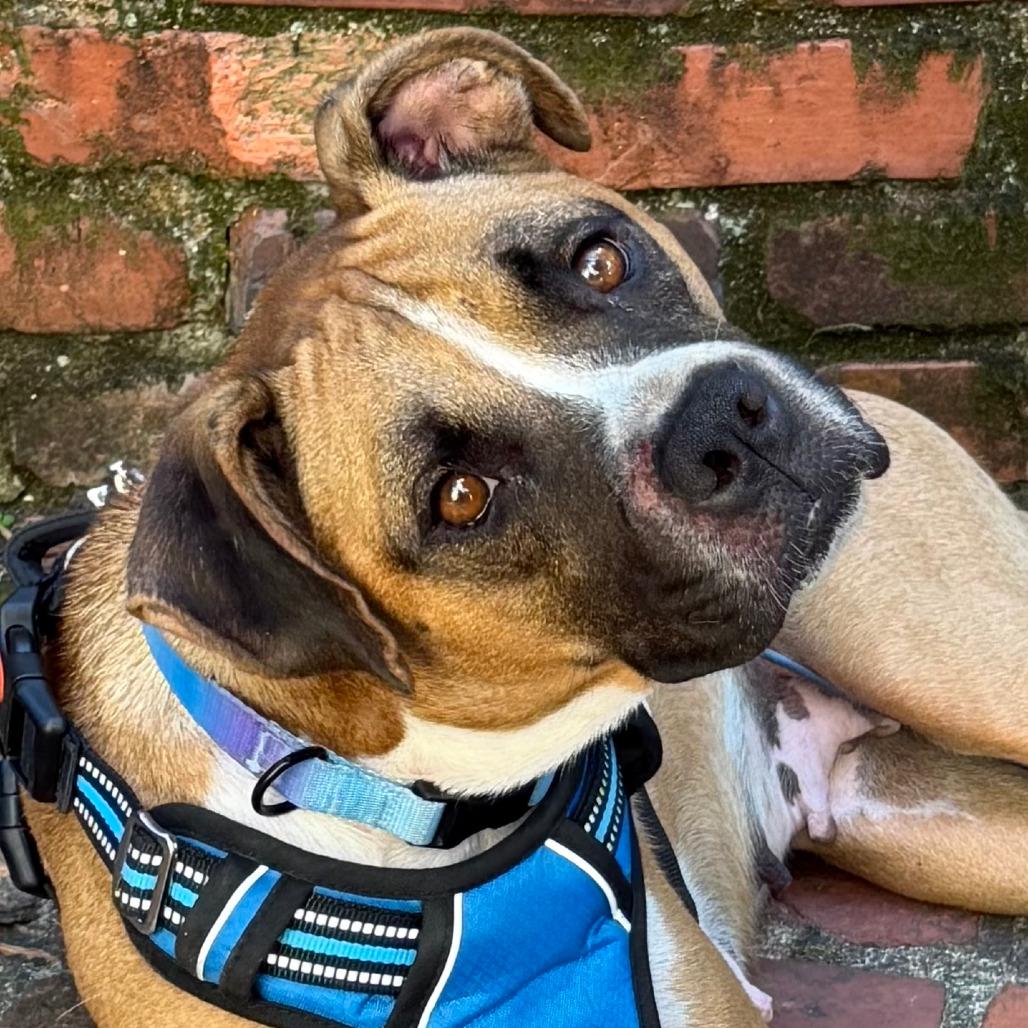 Enlarge Stella, a Adoptable Boxer in Birmingham, AL image 5/6