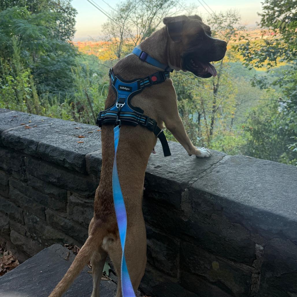 Enlarge Stella, a Adoptable Boxer in Birmingham, AL image 6/6