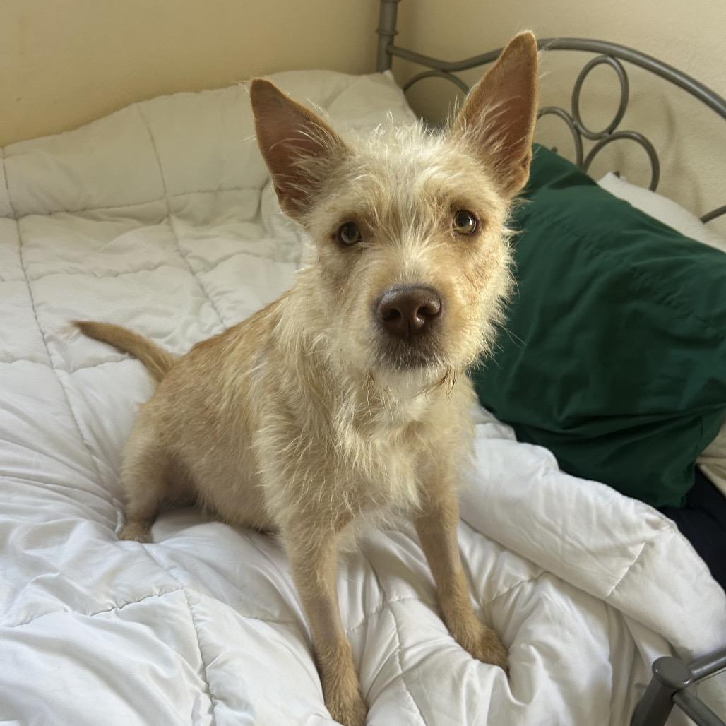 Enlarge Cali, a Adoptable mixed breed in Escondido, CA image 1/5