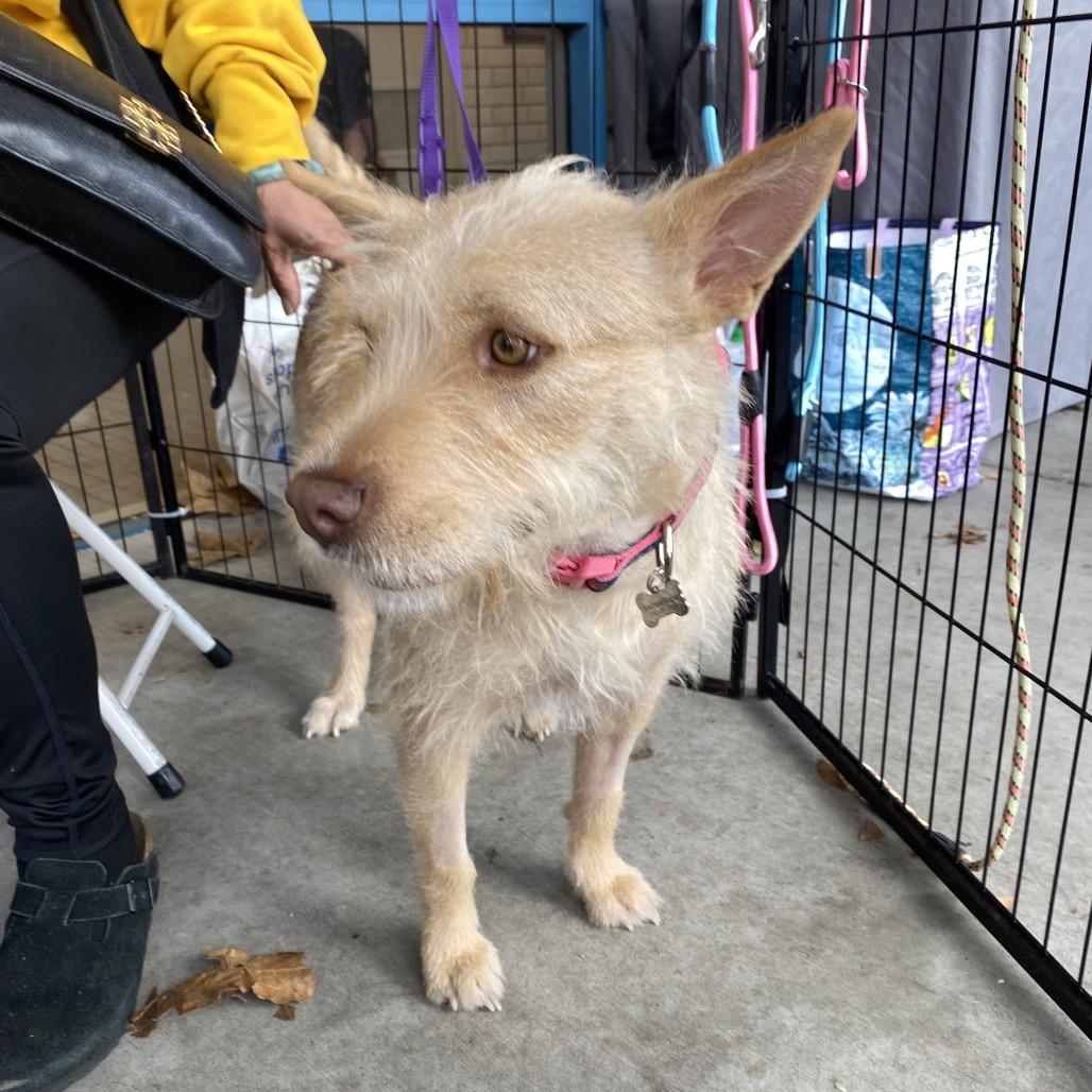 Enlarge Cali, a Adoptable mixed breed in Escondido, CA image 2/5